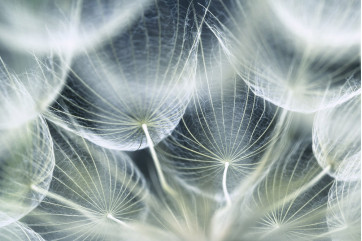 Fototapet - Dandelion Macro