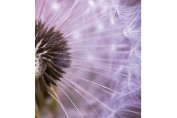 Fototapet - Dandelion