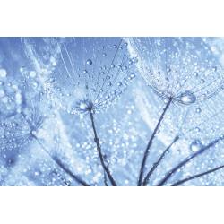 Fototapet - Dandelion Water Drops