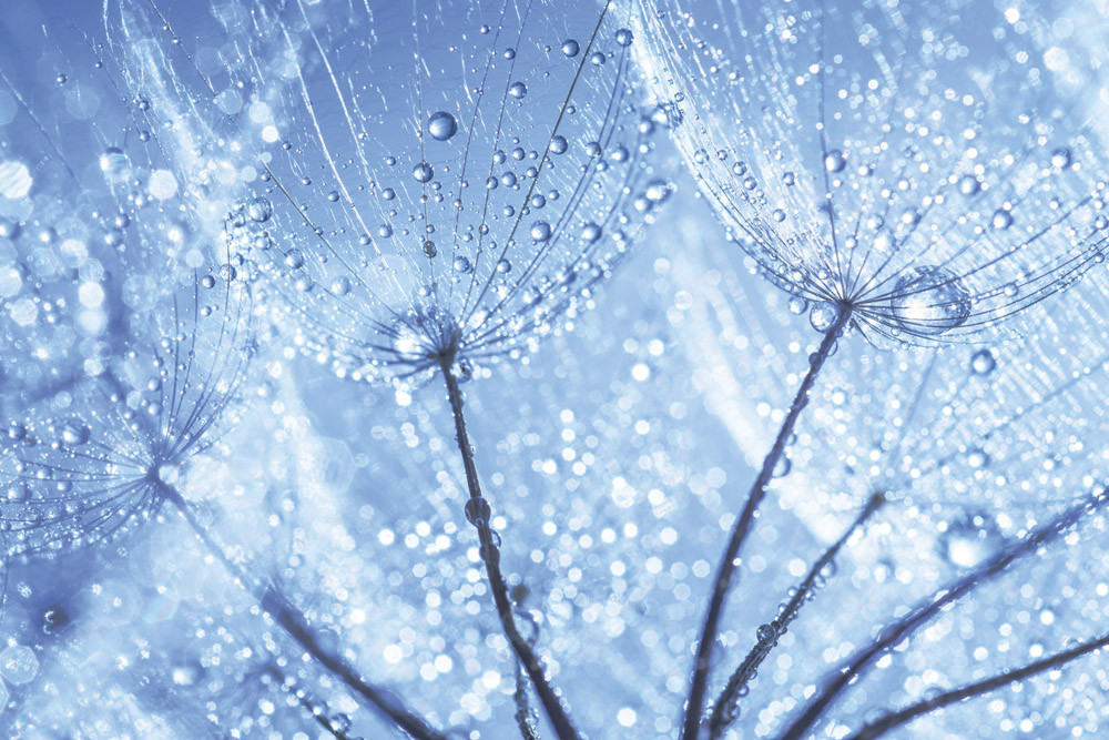 Fototapet - Dandelion Water Drops