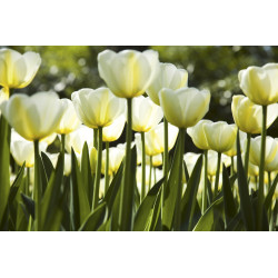 Fototapet - White Tulips