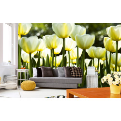 Fototapet - White Tulips - interiørbillede