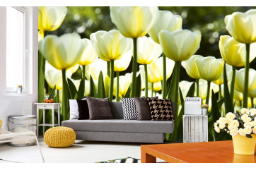 Fototapet - White Tulips - interiørbillede