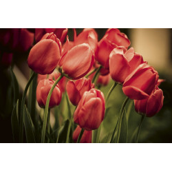 Fototapet - Red Tulips