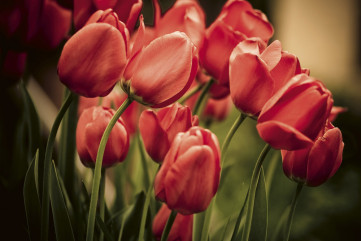 Fototapet - Red Tulips