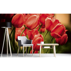 Fototapet - Red Tulips - interiørbillede