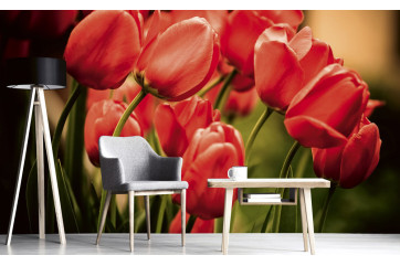 Fototapet - Red Tulips - interiørbillede