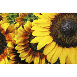 Fototapet - Sunflowers