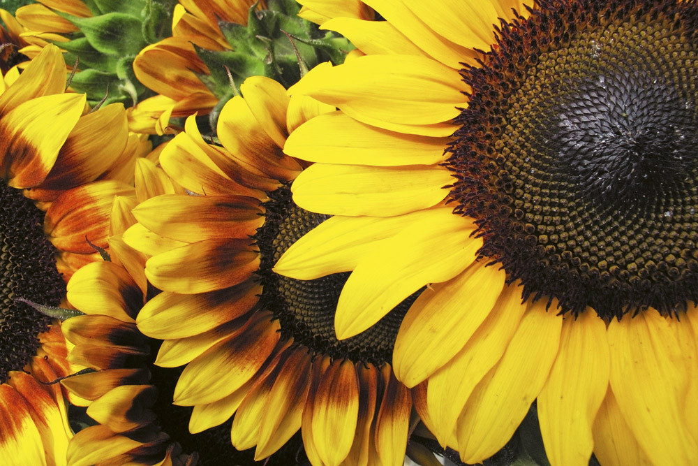 Fototapet - Sunflowers