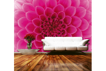 Fototapet - Pink Dahlia - interiørbillede