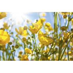 Fototapet - Yellow Flowers