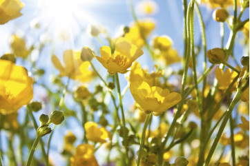 Fototapet - Yellow Flowers