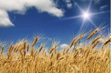 Fototapet - Wheat Field