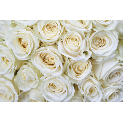 Fototapet - White Roses