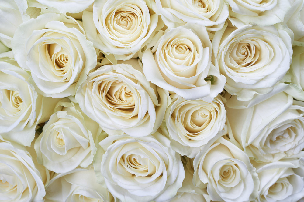Fototapet - White Roses