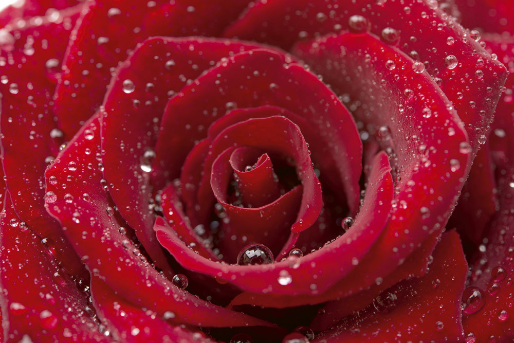 Fototapet - Red Rose