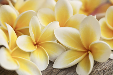 Fototapet - Plumeria