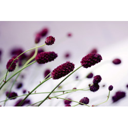 Fototapet - Floral Violet