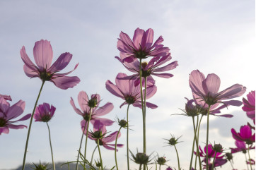 Fototapet - Cosmos Flowers