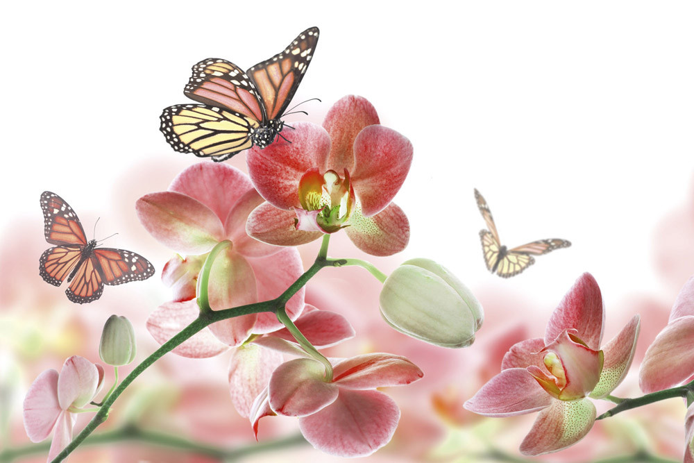 Fototapet - Orchids And Butterfly