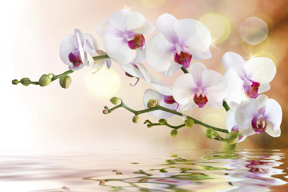 Fototapet - White Orchid