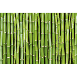 Fototapet - Bamboo