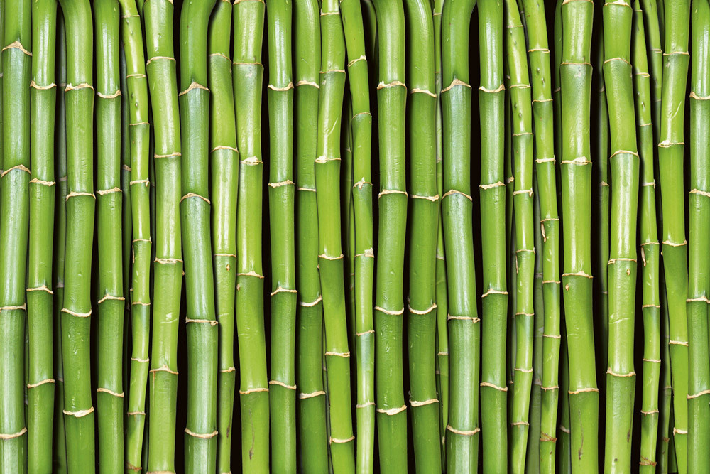 Fototapet - Bamboo