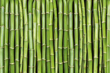 Fototapet - Bamboo
