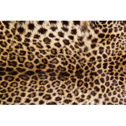 Fototapet - Leopard Skin