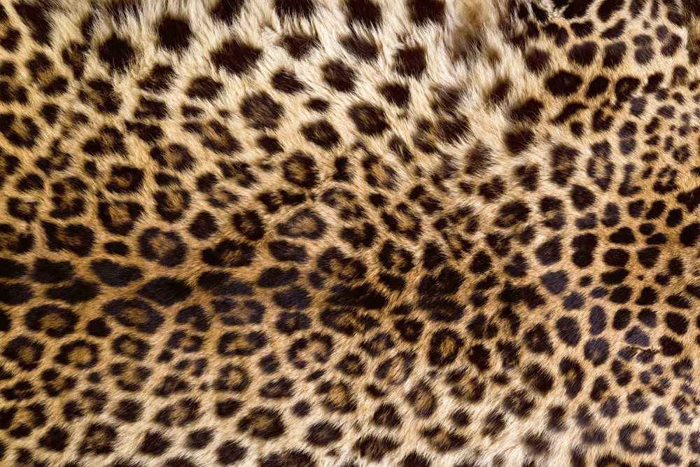 Fototapet - Leopard Skin