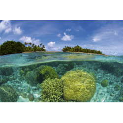 Fototapet - Coral Reef