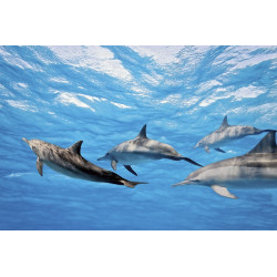 Fototapet - Dolphins