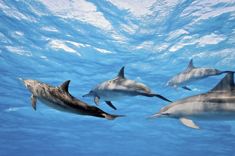 Fototapet - Dolphins