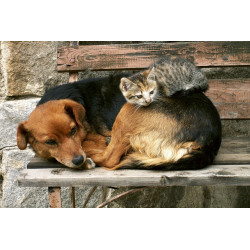 Fototapet - Cat And Dog