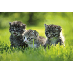 Fototapet - Kittens