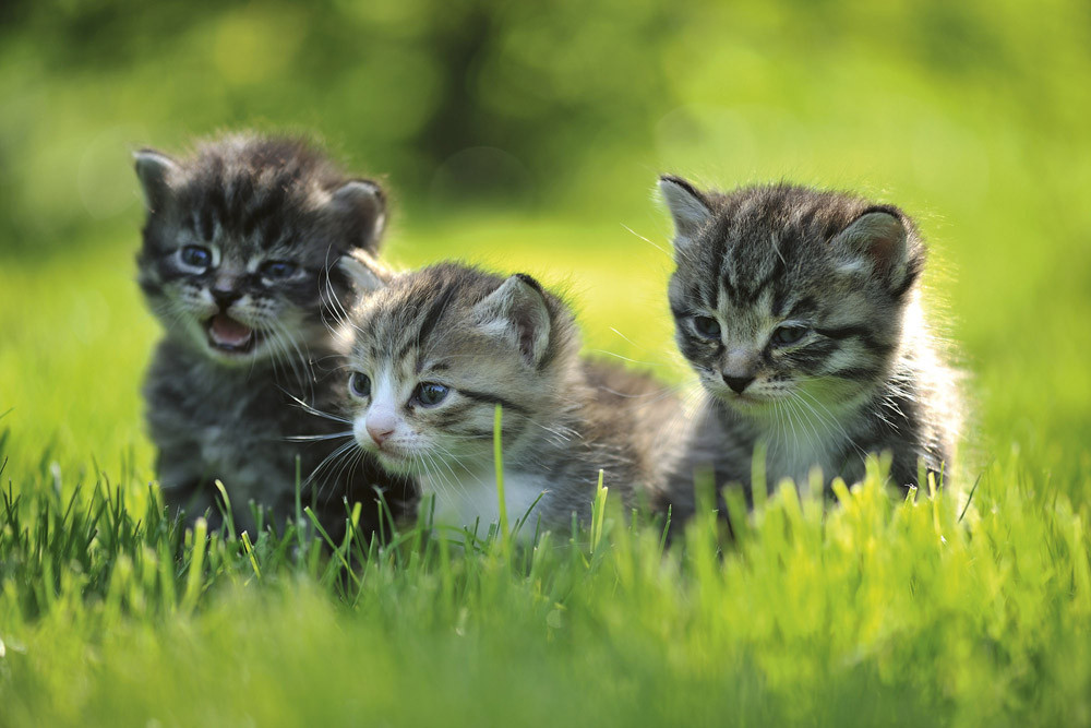 Fototapet - Kittens