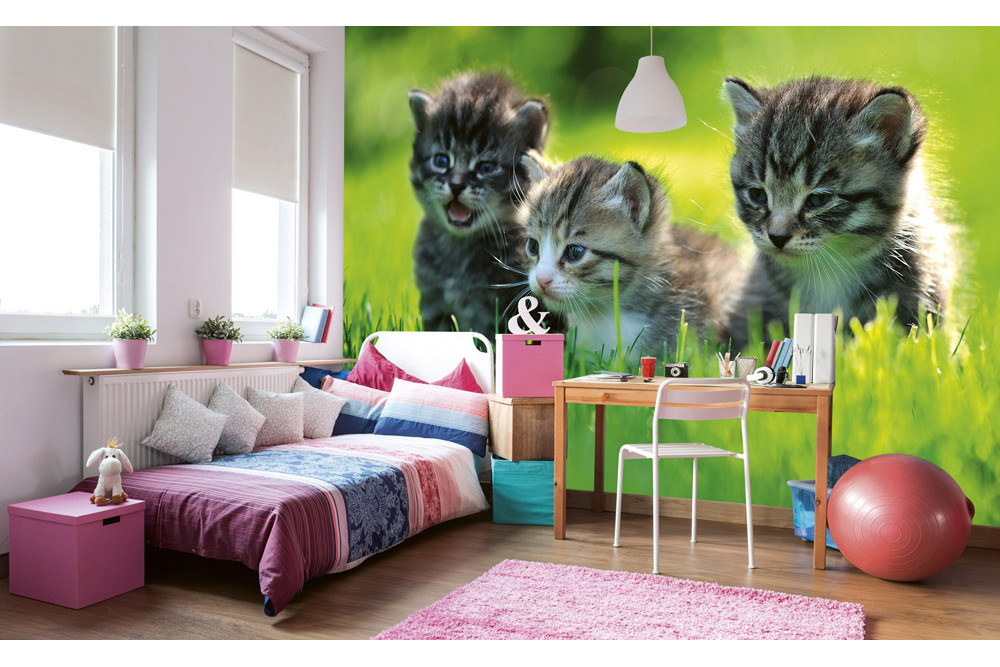Fototapet - Kittens - interiørbillede