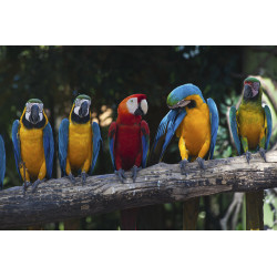 Fototapet - Colourful Macaw