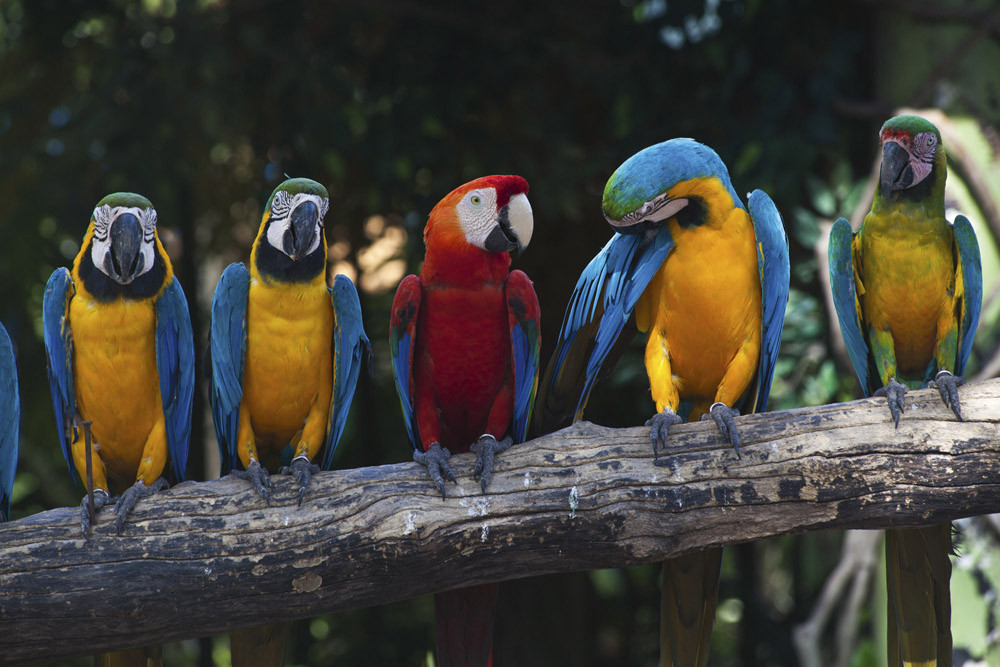 Fototapet - Colourful Macaw