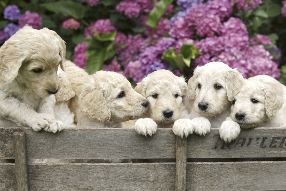 Fototapet - Labrador Puppies