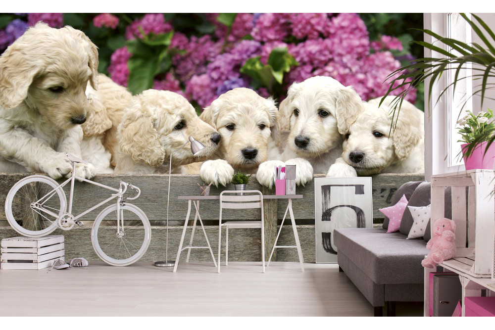 Fototapet - Labrador Puppies - interiørbillede