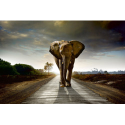 Fototapet - Walking Elephant