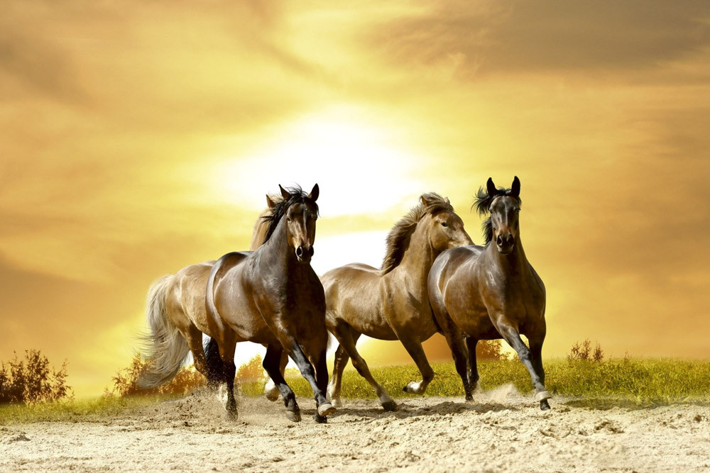 Fototapet - Horses In Sunset