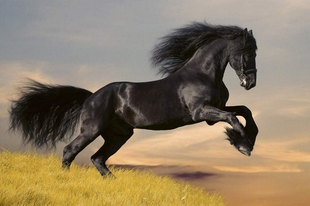 Fototapet - Horse