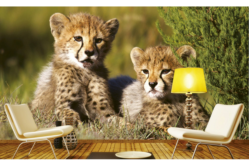 Fototapet - Cheetah - interiørbillede