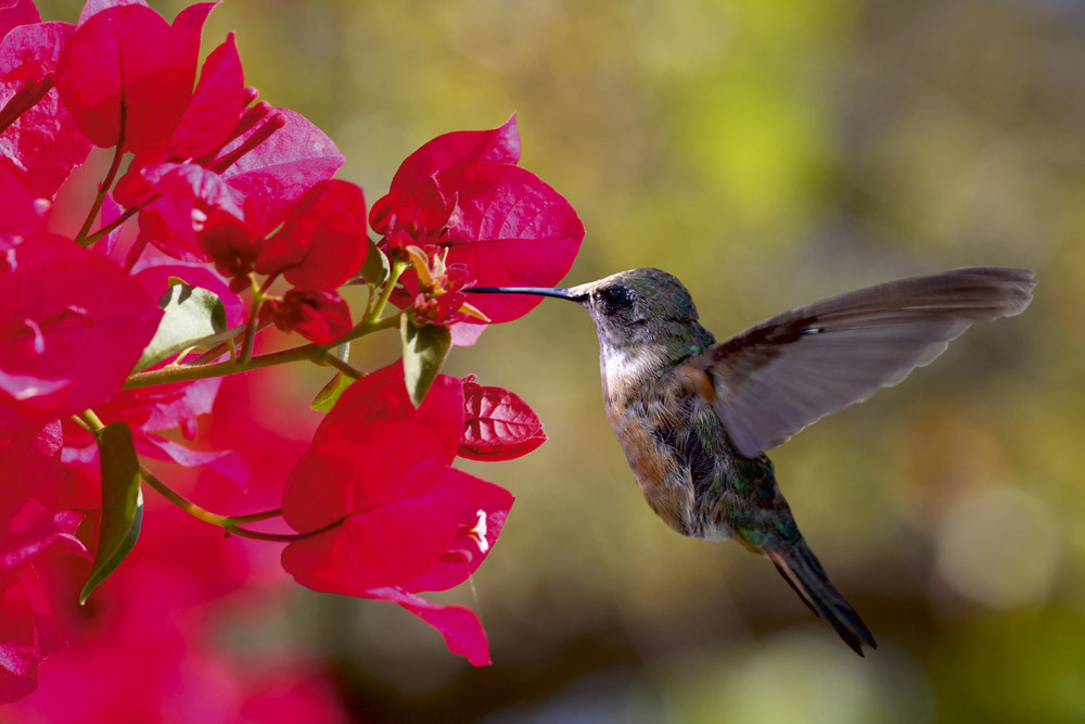 Fototapet - Hummingbird