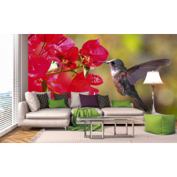 Fototapet - Hummingbird - interiørbillede