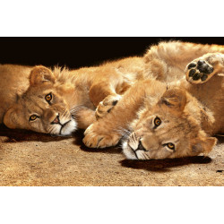 Fototapet - Young Lions