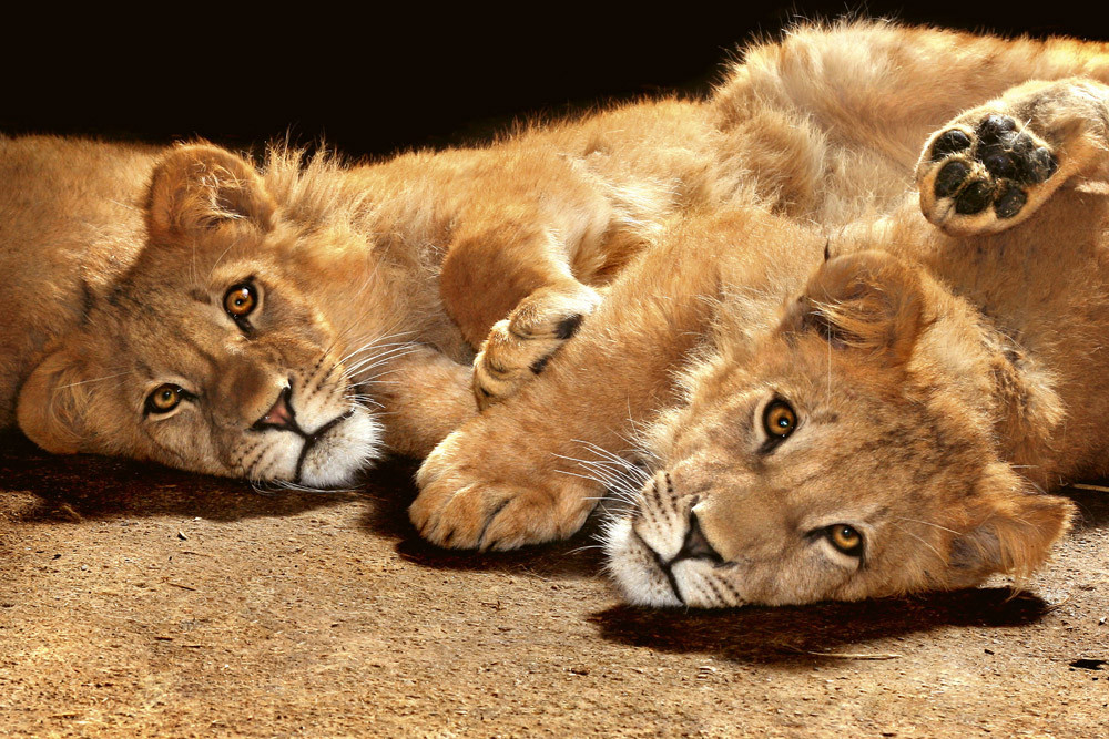 Fototapet - Young Lions