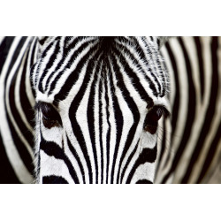 Fototapet - Zebra